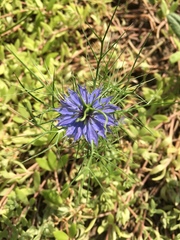 Nigella