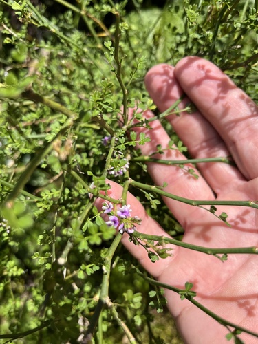 Foto de Carmichaelia australis