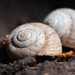 Great Basin Mountainsnail - Photo (c) maticus, some rights reserved (CC BY-NC), uploaded by maticus