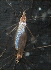 Tipulomorpha