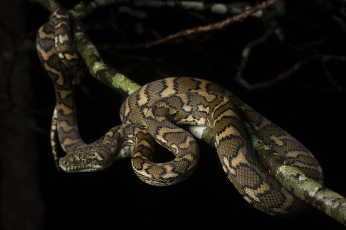 Coastal Carpet Python sighting