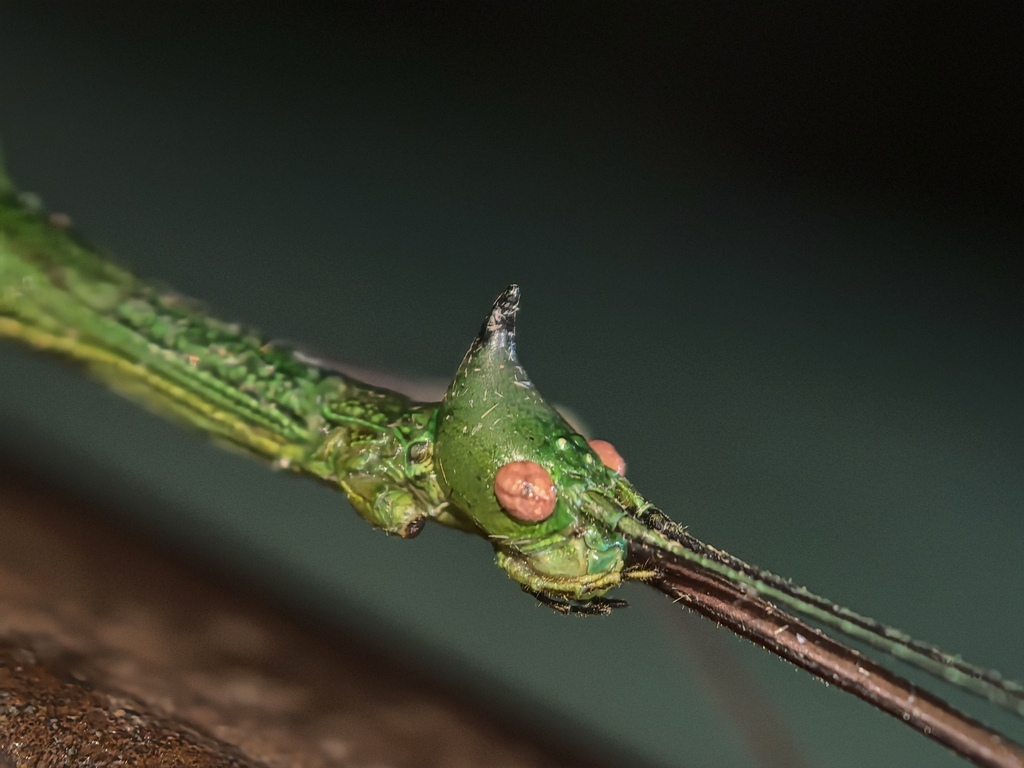 Diacanthoidea unispinosa