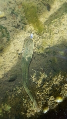 Whitmania edentula