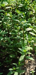 Mentha × piperita