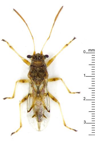 Ninus insignis
