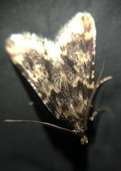 Aglossa