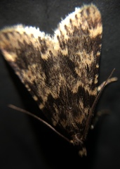 Aglossa