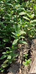 Mentha × piperita