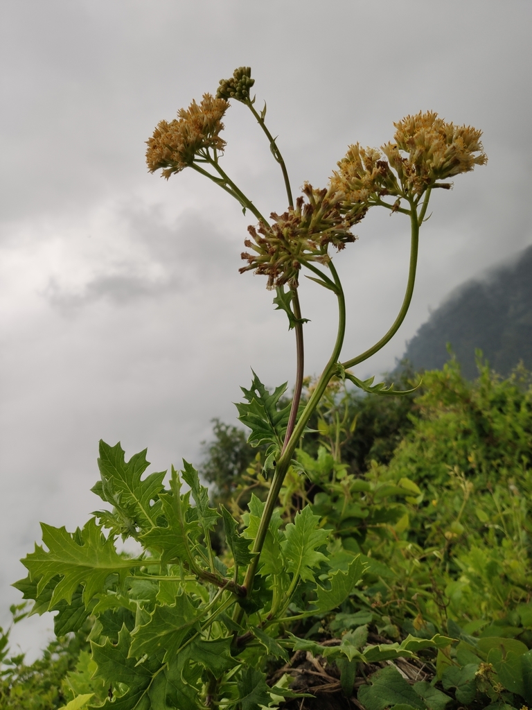 Solanecio nandensis