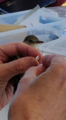 Empidonax traillii adastus