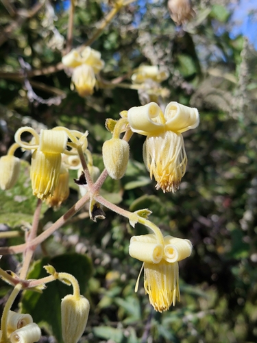 Clematis buchananiana observed 2024-12-30