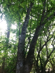 Bravaisia integerrima