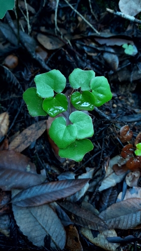 Foto de Vancouveria planipetala