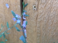 Verbena officinalis