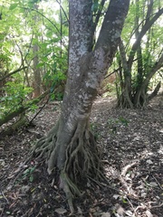 Bravaisia integerrima