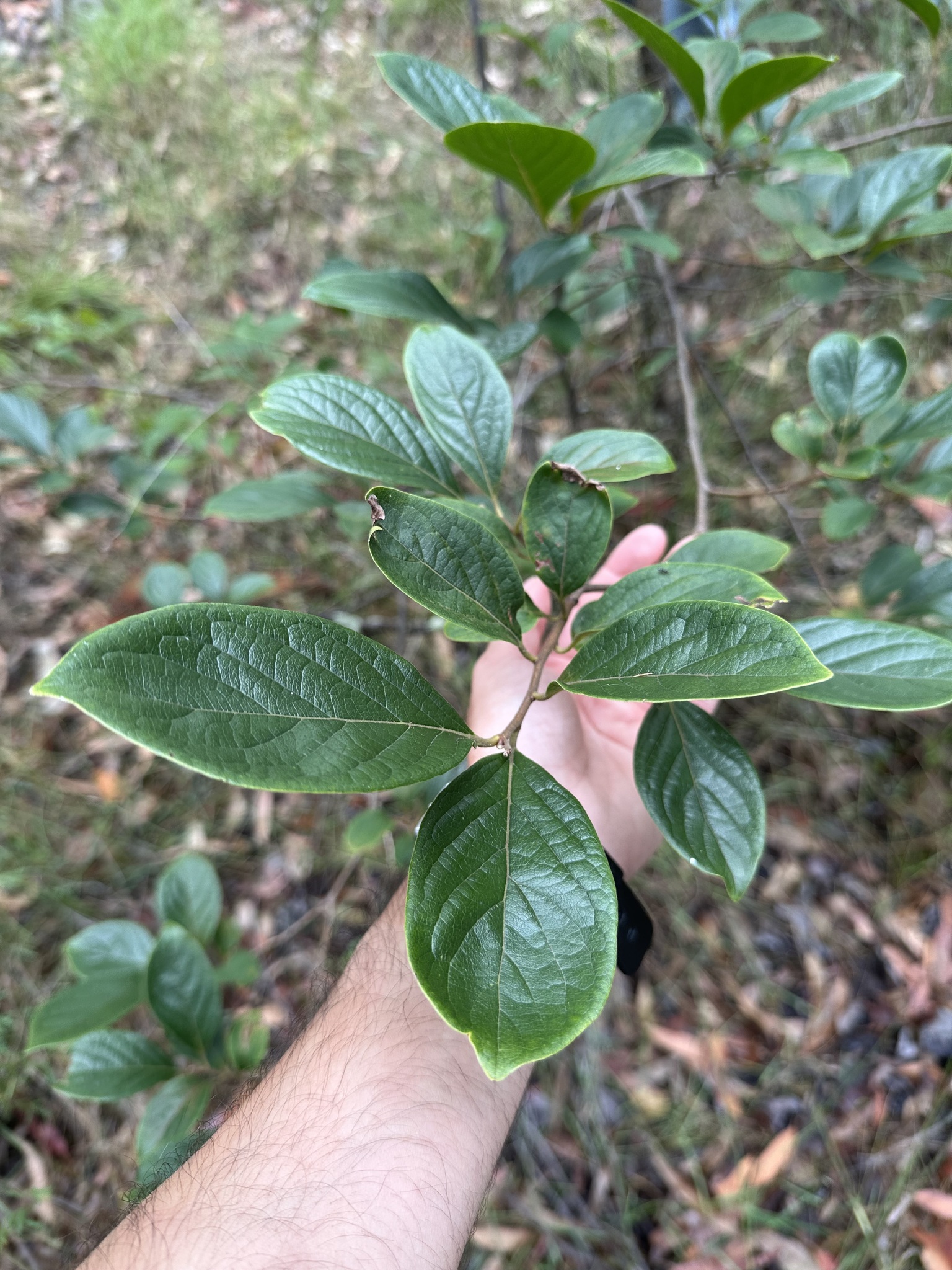 Photo by jasonc_lcc via iNaturalist (Copyright jasonc_lcc)