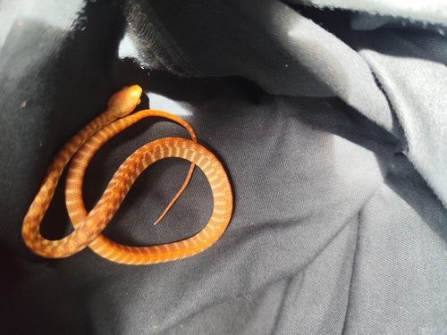 Brown Tree Snake sighting