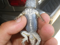 Sceloporus occidentalis
