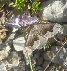 Scotopteryx moeniata