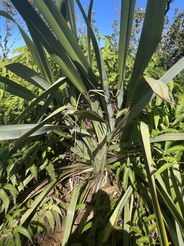 Phormium tenax observed 2025-01-08