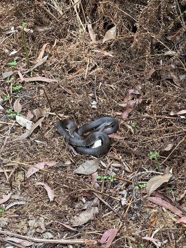 Tiger Snake sighting