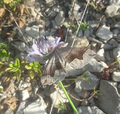 Scotopteryx moeniata