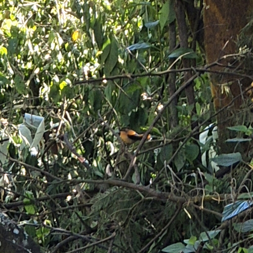 Black-and-orange Flycatcher (Ficedula nigrorufa), photo 6