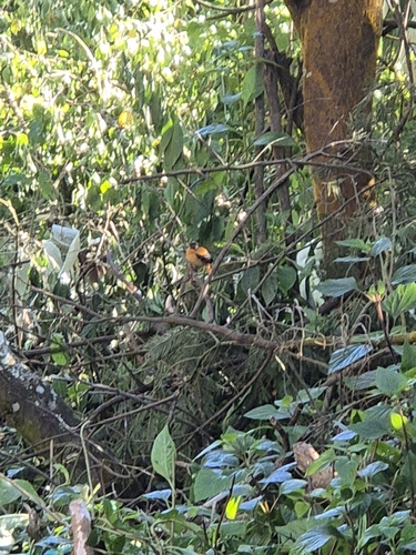 Black-and-orange Flycatcher (Ficedula nigrorufa), photo 2