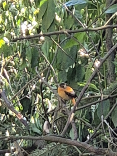 Black-and-orange Flycatcher (Ficedula nigrorufa), photo 5