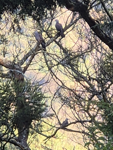 Nilgiri Wood Pigeon (Columba elphinstonii), photo 2