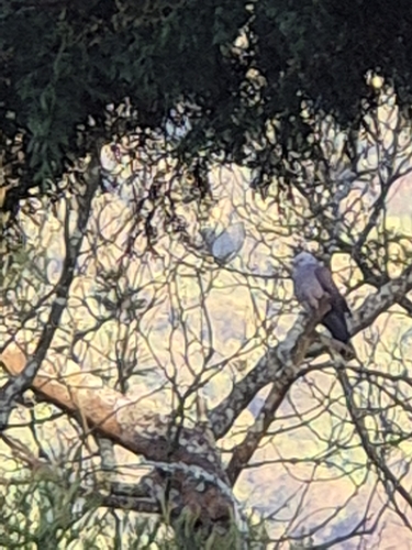 Nilgiri Wood Pigeon (Columba elphinstonii), photo 3
