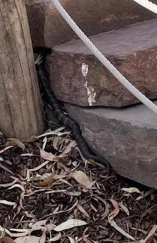 Eastern Tiger Snake sighting