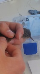 Troglodytes aedon parkmanii