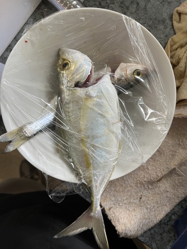 Silver Trevally