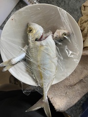 Silver Trevally