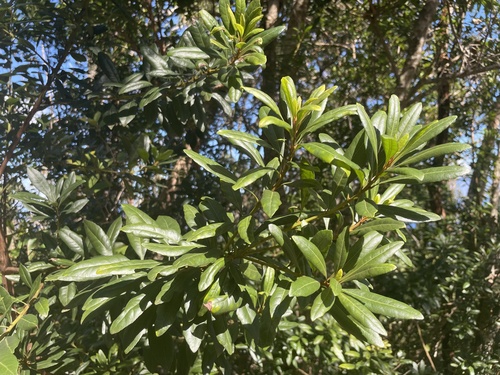 Foto de Faia-da-terra