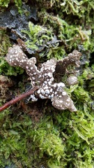 Pseudocyphellaria haywardiorum