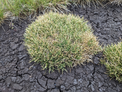 alpine club-rush (Isolepis crassiuscula)