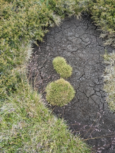 Image of Isolepis crassiuscula by (c) Nina Kerr, some rights reserved (CC BY)