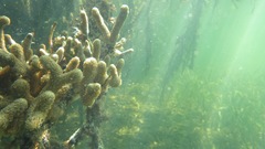 Porites porites