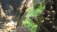 Clathria