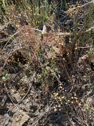 Linum trigynum