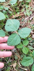 Desmodium rotundifolium
