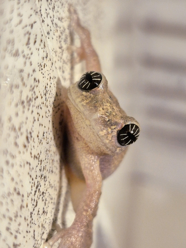 Star-eyed Bush Frog, Raorchestes signatus