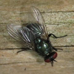 Eudasyphora