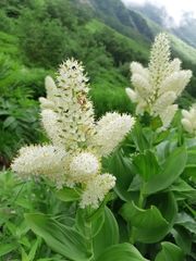 Veratrum stamineum