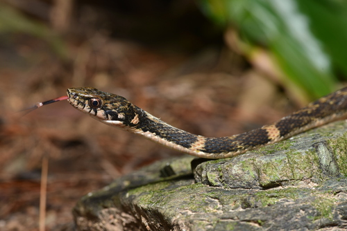 Pryer's Keelback