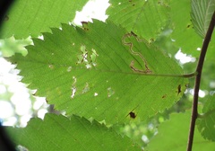 Stigmella apicialbella