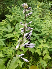 Hosta sieboldiana