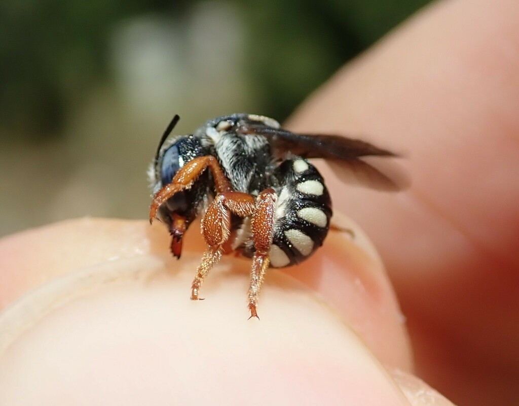 Reticulated Small-Woolcarder